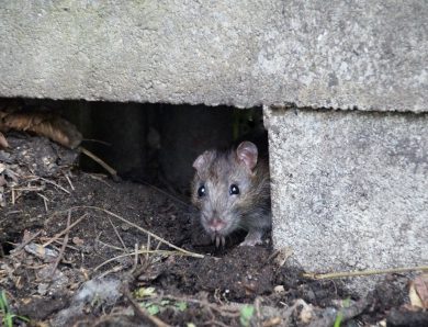 Invasion de rats : quand appeler l’expert ?